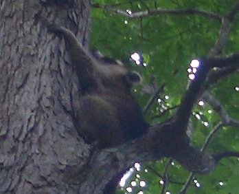 Treed Racoon